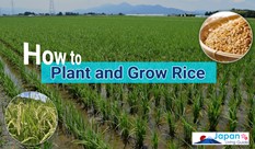 How to Plant and Grow Rice