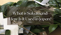 What is Sakaki and How Is It Used in Japan?