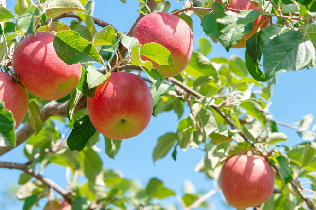Tax deduction for fruit trees