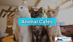 Animal Cafes in Tokyo - Cats, Dogs, Owls, and Other Animals