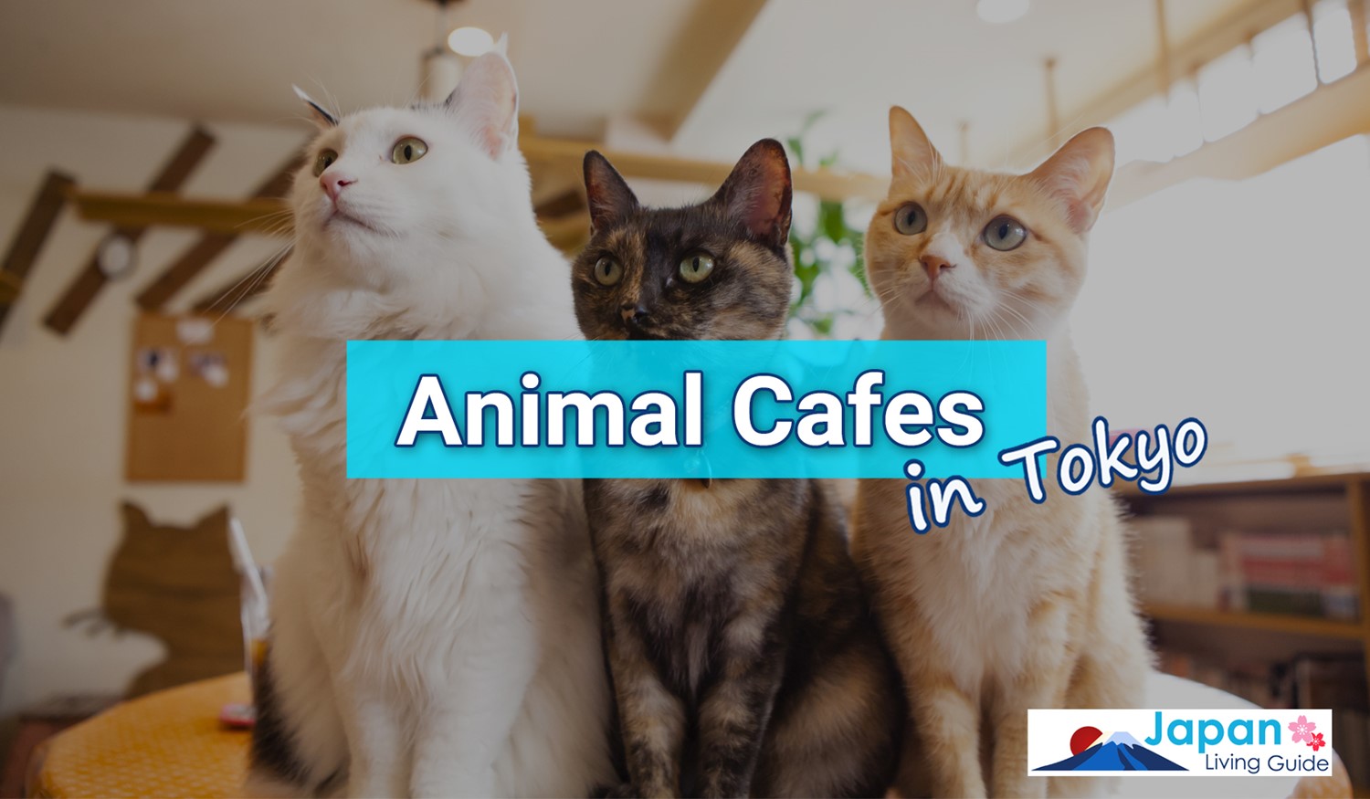 Animal Cafes in Tokyo - Cats, Dogs, Owls, and Other Animals -   - Living Guide in Japan