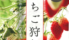 "Strawberry Picking" in Minami-Alps